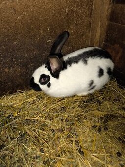 Nemecký obrovity strakač