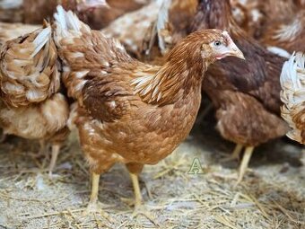 Nosnice Lohman hnedý a Leghorn biely