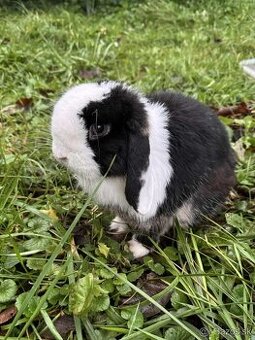 zakrslý baranček Minilop