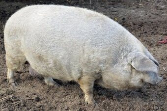 mangalica
