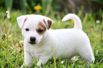 Jack Russell Terrier stenatka s PP