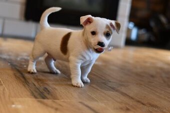 Jack Russell Terrier stenatka s PP