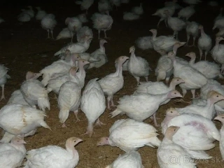 Ponukam