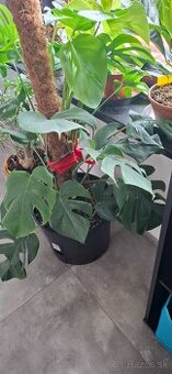 Monstera pertusum