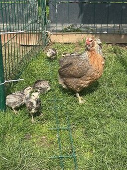 Araucana striebornokrka