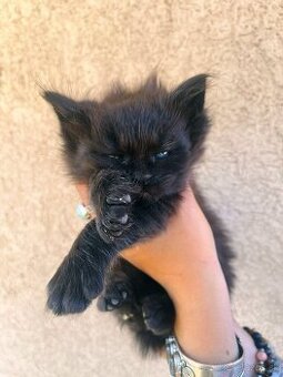 Mainska myvalia mačka - mačiatka Maine coon