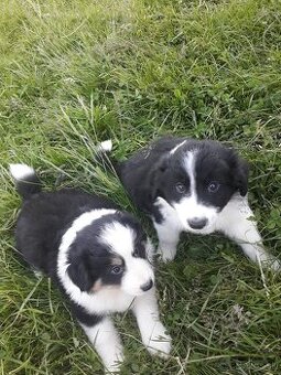Male Border collie