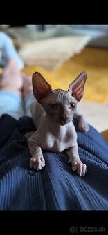 Mačička Sphynx