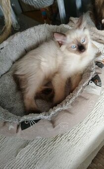 Ragdoll mačička