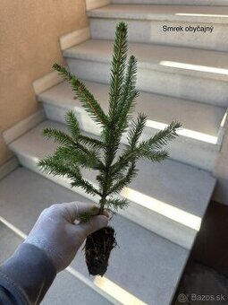 Sadenice drevín - 1