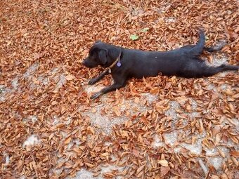 Labrador, šteniatka