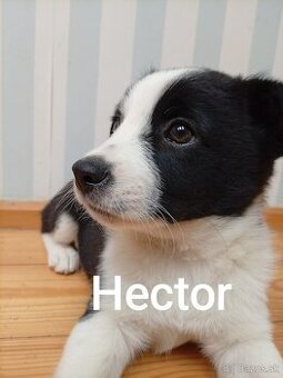 Border kolia šteniatka