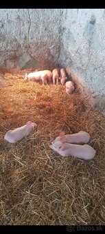 Predám odstavčatá