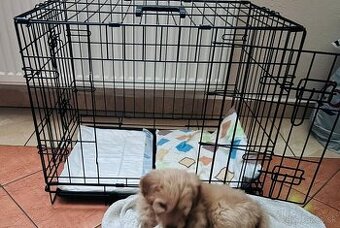 Klietka pre psa