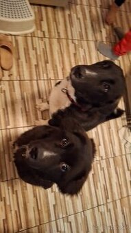 Stredoazijsky ovčiak