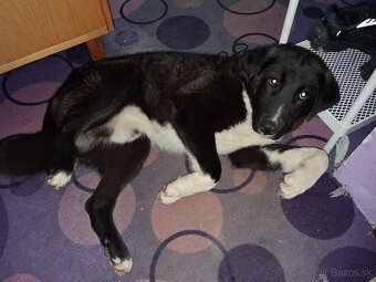 Stredoazijsky ovčiak