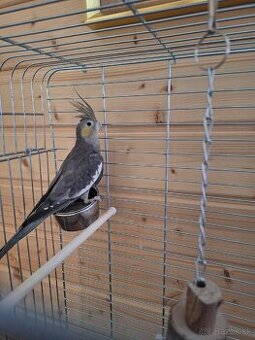 Korela s klietkou a všetkým čo treba - 1