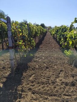 Vinica do užívania - 1