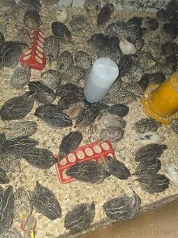 Japonské prepelice,prepeličky