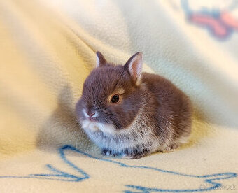 zakrslé králiky hnedé bielopesíkaté čistokrvné