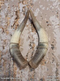 Trofeje, rohy 25-70cm
