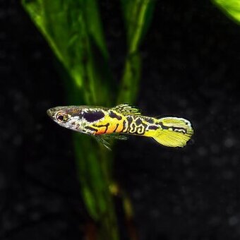 Gupky yellow tiger