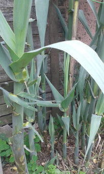 trstina Aruna-Arundo-donax-Trsteník,trstina obrovská