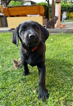 Šteniatko Labrador X Ridžbek