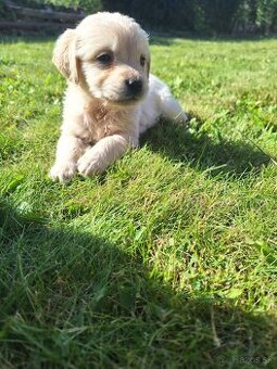 Zlatý retriever