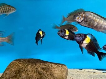 Tropheus Duboisi MASWA
