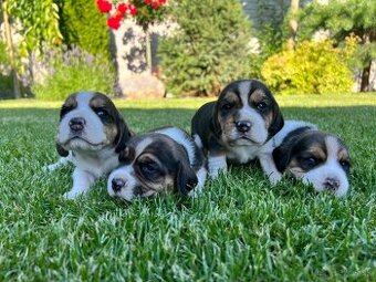 Beagle