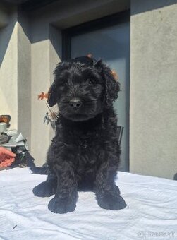 Briard s PP