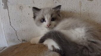 ragdoll,radgoll,mačatá k odberu
