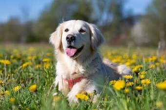 Zlatý retriever