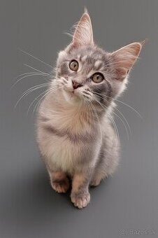 Mainska mývalia, maine coon, MCO