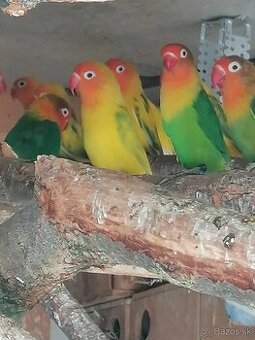 Agapornis Fisher 2025-Samička aj Samček