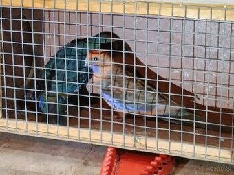 Predam rozela penant