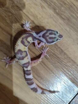 Gekoncik nočný a terária