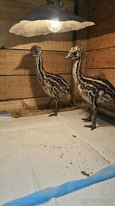 Mláďatá emu