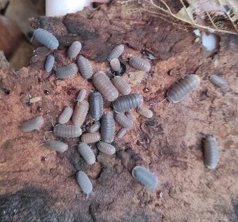 Cubaris murina