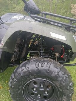 Arctic cat