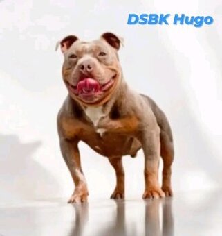 American bully pocket