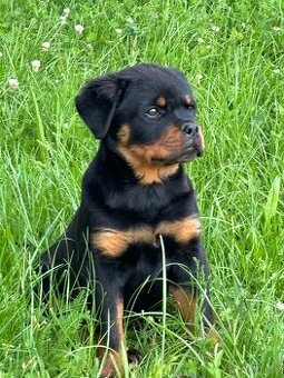 Rottweiler, rtw, rotvajler - 1