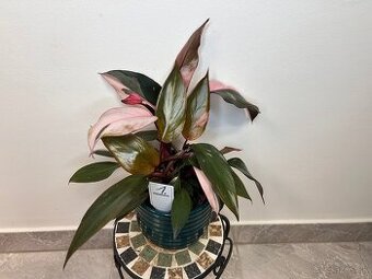 Philodendron pink Princess