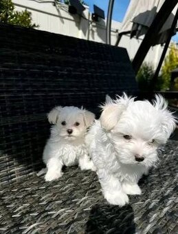 Mini Maltezak