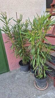 Ponúkam oleander