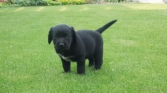 LABRADOR šteniatka