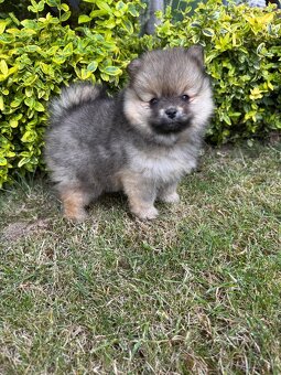 Špic Pomeranian fenka