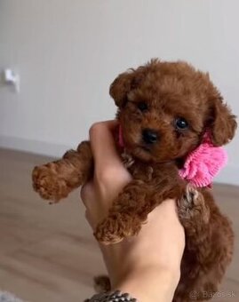 Toy Pudel Red