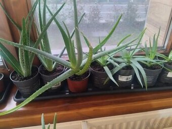 Aloe vera